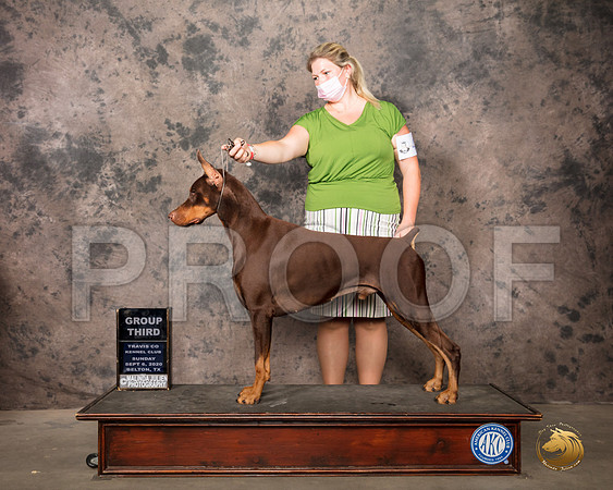 Doberman Pinscher #41 Sun G3 Judge Robert Robinson_SR_8932_Belton2020_HR3