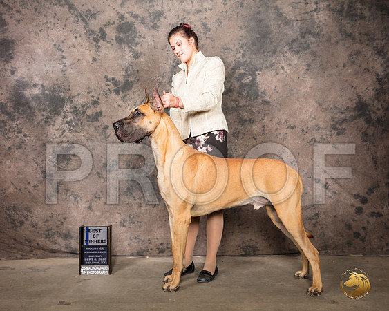 Great Dane #17 Sun BOW Judge Sydney Good_SR_8960_Belton2020_HR3
