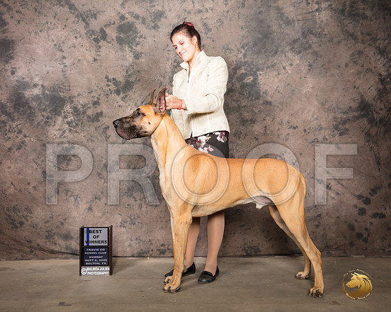 Great Dane #17 Sun BOW Judge Sydney Good_SR_8961_Belton2020_HR3
