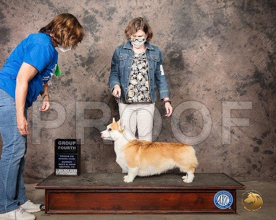 Pembroke Welsh Corgi #11 Sun G4 Judge Murrel Purkhiser_SR_8846_Belton2020_HR3