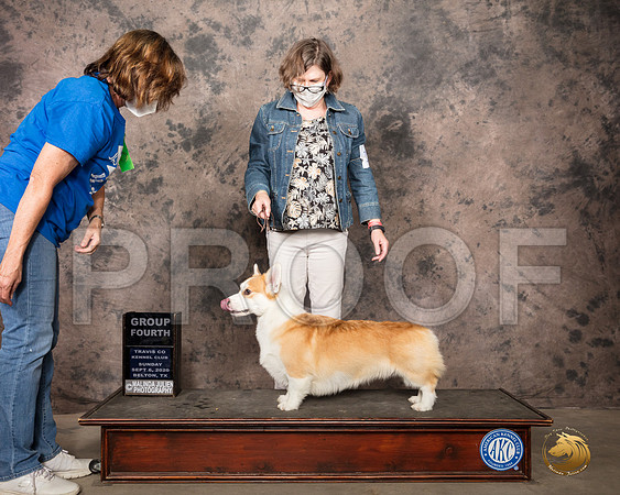 Pembroke Welsh Corgi #11 Sun G4 Judge Murrel Purkhiser_SR_8847_Belton2020_HR3