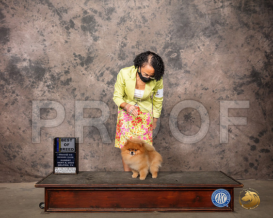 Pomeranian #5 Sun BOB Judge Sydney Good_SR_8841_Belton2020_HR3