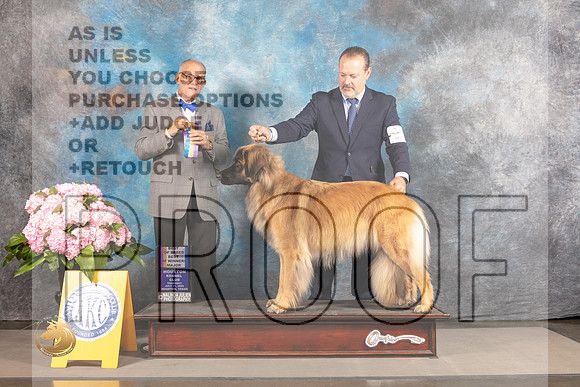 Leonberger #5 THUR BOW BOB Major Judge Luis Sosa_MJ_4115_Houston_2022_HR3