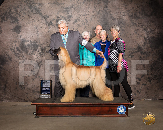 Afghan Hound #11 Sat BOW Judge Robert Robinson_SR_7799_Belton2020_HR3