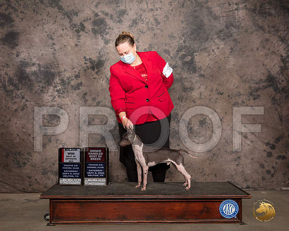 American Hairless Terrier #9 Sat BOS OHBOB Judge Col Joe Purkhiser_SR_7423_Belton2020_HR3