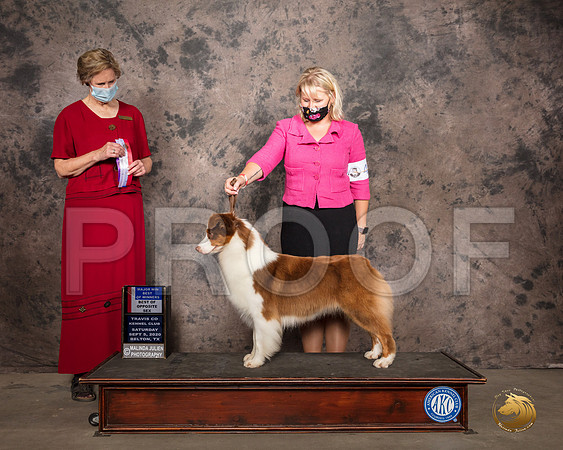 Australian Shepherd #44 Sat BOS Judge Marilyn Van Vleit_SR_7566_Belton2020_HR3