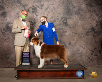 New Australian Shepherd #J501 Sat RBJr Judge Luis Sosa
