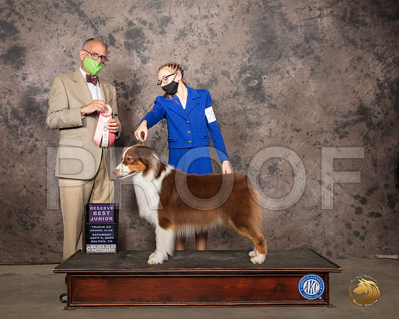 Australian Shepherd #J501 Sat RBJr Judge Luis Sosa_SR_7815_Belton2020_HR3