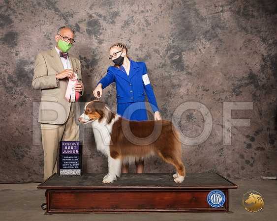 Australian Shepherd #J501 Sat RBJr Judge Luis Sosa_SR_7816_Belton2020_HR3