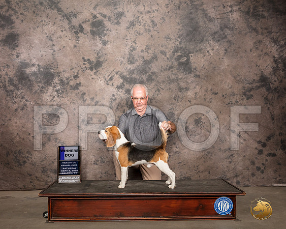 Beagle 15 #7 Sat WDBOW Judge Sydney Good_SR_7841_Belton2020_HR3