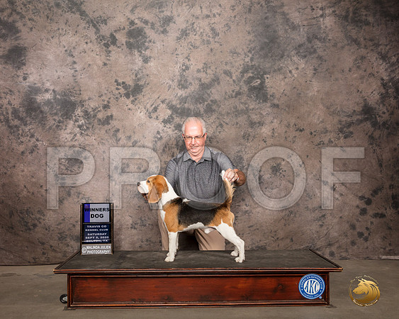 Beagle 15 #7 Sat WDBOW Judge Sydney Good_SR_7842_Belton2020_HR3