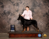 New Beauceron #10 Sat BOB Judge Marilyn Van Vleit