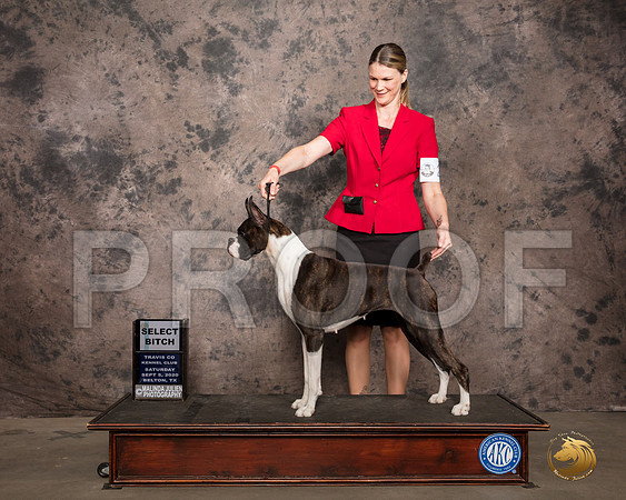 Boxer #? Sat SB Judge Robert Robinson_SR_7386_Belton2020_HR3