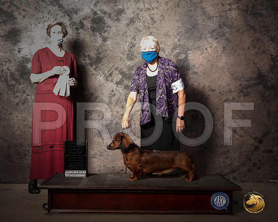 Dachshund Long #7 Sat OHG4 Judge Marilyn Van Vleit_SR_7984_Belton2020_HR3
