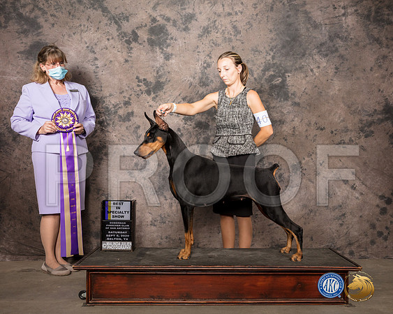 Doberman Pinscher #40 Sat BISS Judge Gena Box Young_SR_7852_Belton2020_HR3