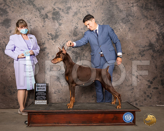 Doberman Pinscher #82 Sat Judge Gena Box Young_SR_7889_Belton2020_HR3
