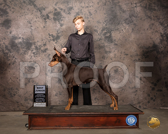 Doberman Pinscher #J200 Sat BJr Judge Helen Dorrance_SR_7833_Belton2020_HR3