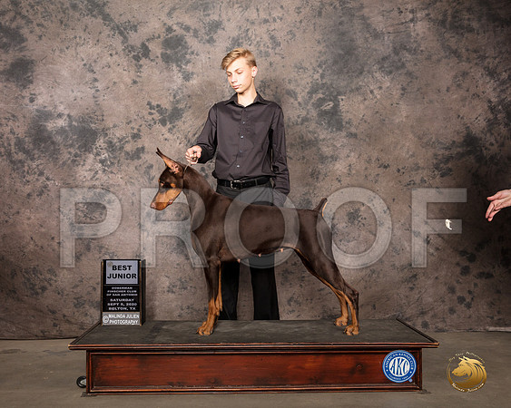 Doberman Pinscher #J200 Sat BJr Judge Helen Dorrance_SR_7835_Belton2020_HR3