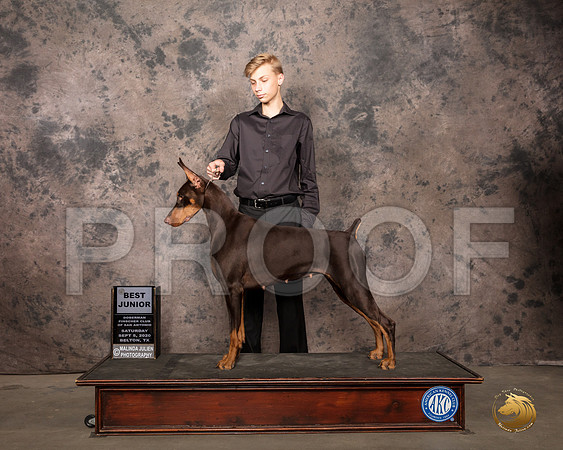 Doberman Pinscher #J200 Sat BJr Judge Helen Dorrance_SR_7836_Belton2020_HR3
