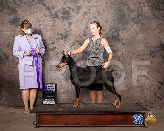 Dobmeran Pinscher #38 Sat WB Judge Gena Box Young_SR_7848_Belton2020_HR3
