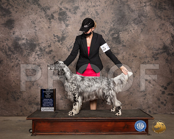 English Setter #10 Sat WBMaj Judge Vicki Abbott_SR_7491_Belton2020_HR3