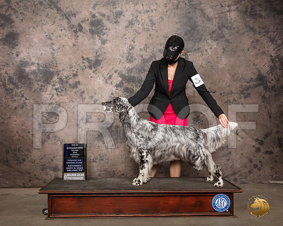 English Setter #12 Sat RESHOOT_SR_7916_Belton2020_HR3