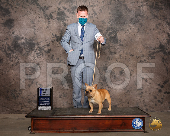French Bulldog #17 Sat BOW Judge Syndey Good_SR_7485_Belton2020_HR3