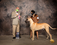 New Great Dane #11 Sat BOS Judge Luis Sosa