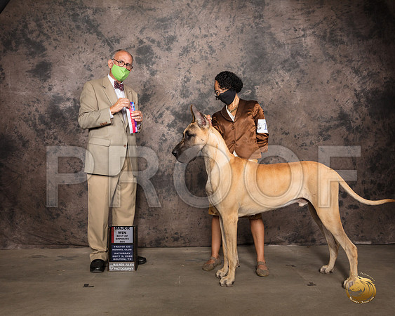 Great Dane #11 Sat BOS Judge Luis Sosa_SR_7549_Belton2020_HR3