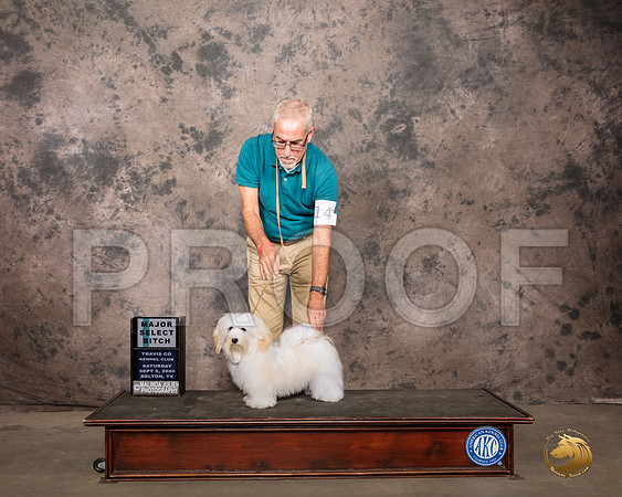 Havanese #18 Sat SB Judge Linda Hurlebaus_SR_7857_Belton2020_HR3