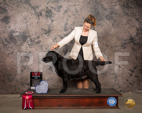 Labrador Retriever #14 Sat Judge Steve Kirschner_SR_7678_Belton2020_HR3