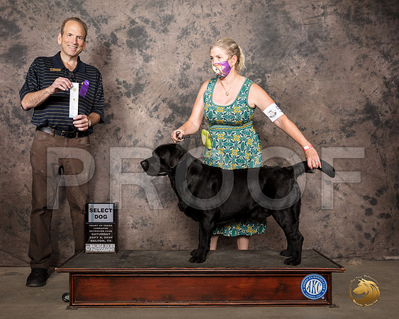 Labrador Retriever #53 Sat SD Judge Steve Kirschner_SR_7711_Belton2020_HR3