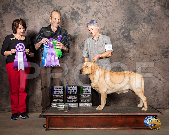 Labrador Retriever #9 Sat BOW BOS Judge Steve Kirschner_SR_7706_Belton2020_HR3