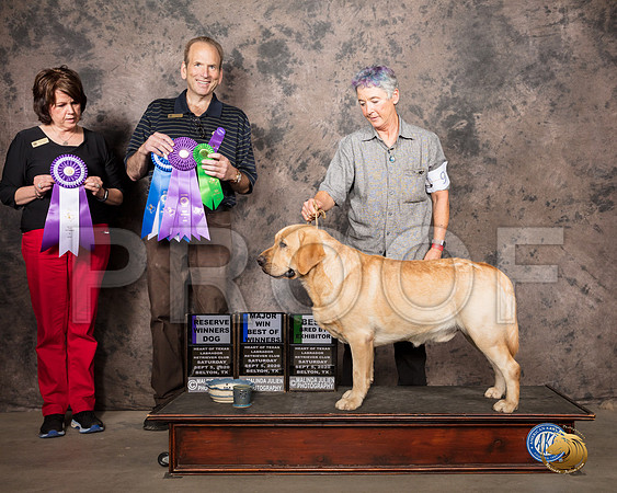 Labrador Retriever #9 Sat BOW BOS Judge Steve Kirschner_SR_7709_Belton2020_HR3