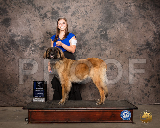 Leonberger #12 Sat 1st Judge Darryl Vice_SR_7587_Belton2020_HR3