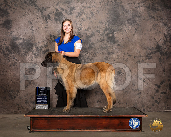 Leonberger #12 Sat 1st Judge Darryl Vice_SR_7588_Belton2020_HR3