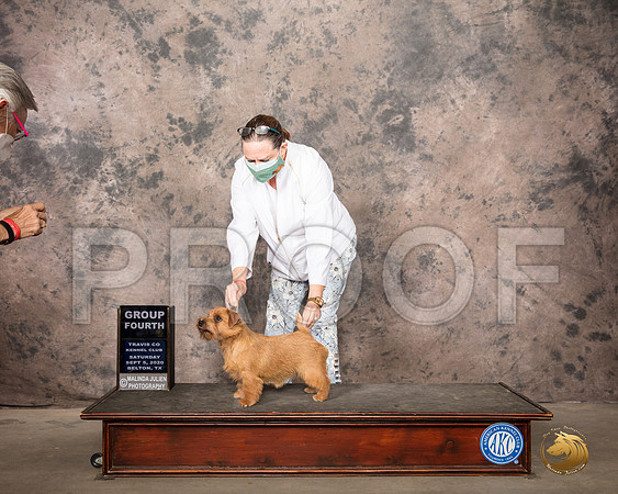 Norfolk Terrier #6 Sat G4 RESHOOT_SR_8303_Belton2020_HR3