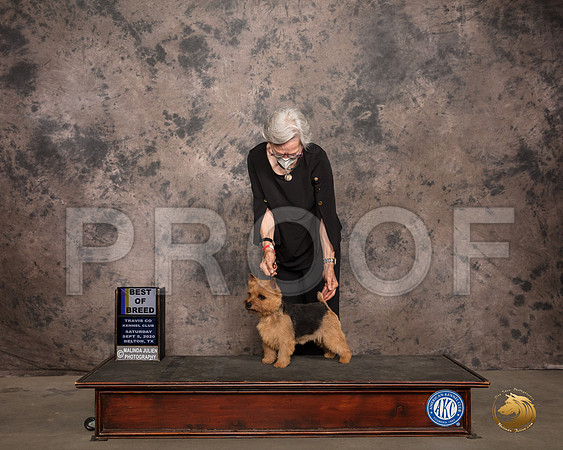 Norwich Terrier #5 Sat BOB Judge Col Judge Purkhiser_SR_7538_Belton2020_HR3