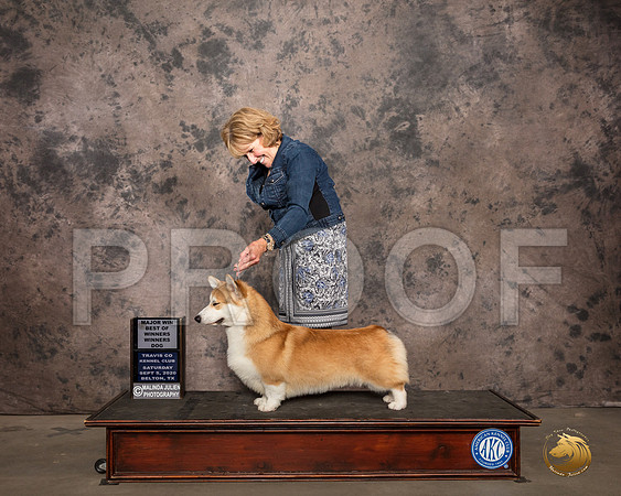 Pembroke Welsh Corgi #7 Sat BOW Judge Marilyn Van Vleit_SR_7420_Belton2020_HR3