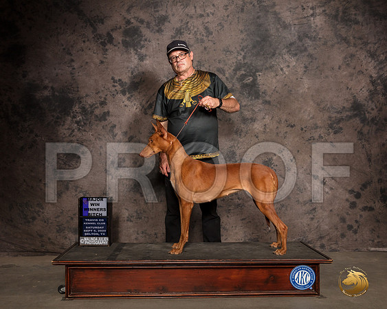 Pharoah Hound #10 Sat WB Judge Robert Robinson_SR_7866_Belton2020_HR3