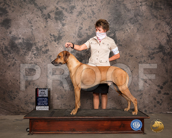 Rhodeisan Ridgeback #35 Sat BOSMaj Judge Sydney Good_SR_7409_Belton2020_HR3