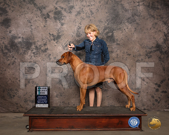 Rhodesian Ridgeback #9 Sat SD Judge Judge Sydney Good_SR_7414_Belton2020_HR3