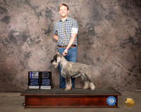 New Schnauzer #5 Sat BOW Judge Darryl Vice