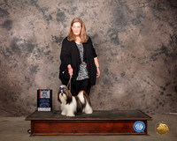 New Shih Tzu #16 Sat BOSWB Judge Linda Hurlebaus