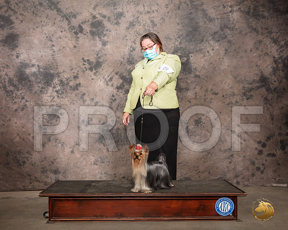 Yorkshire Terrier Sat Tonia Holibaugh_SR_7821_Belton2020_HR3