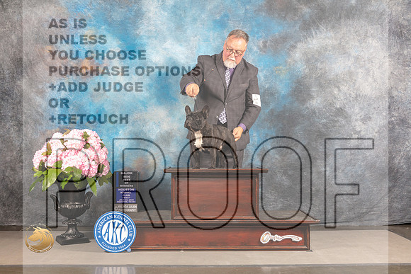 French Bulldog #27 FRI WD BOW Major Judge Steven Keating_MJ_5537_Houston_2022_HR3