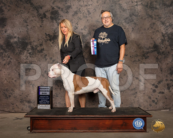 American Staffordshire Terrier #21 Mon RWD Judge Pamela Wilson_SR_9084_Belton2020_HR3