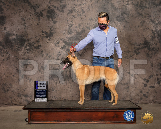 Belgian Malinois #6 Sun WB RESHOOT_SR_9171_Belton2020_HR3