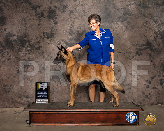 Belgian Malinois #7 Mon BOB Judge Linda Hurlebaus_SR_9160_Belton2020_HR3