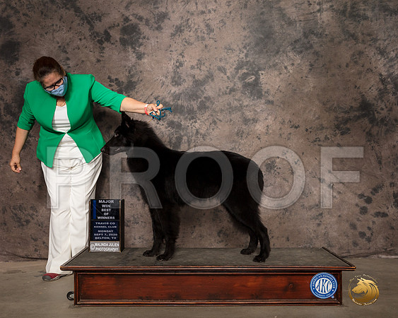 Belgian Sheepdog #7 Mon BOW Judge Linda Hurlebaus_SR_9325_Belton2020_HR3